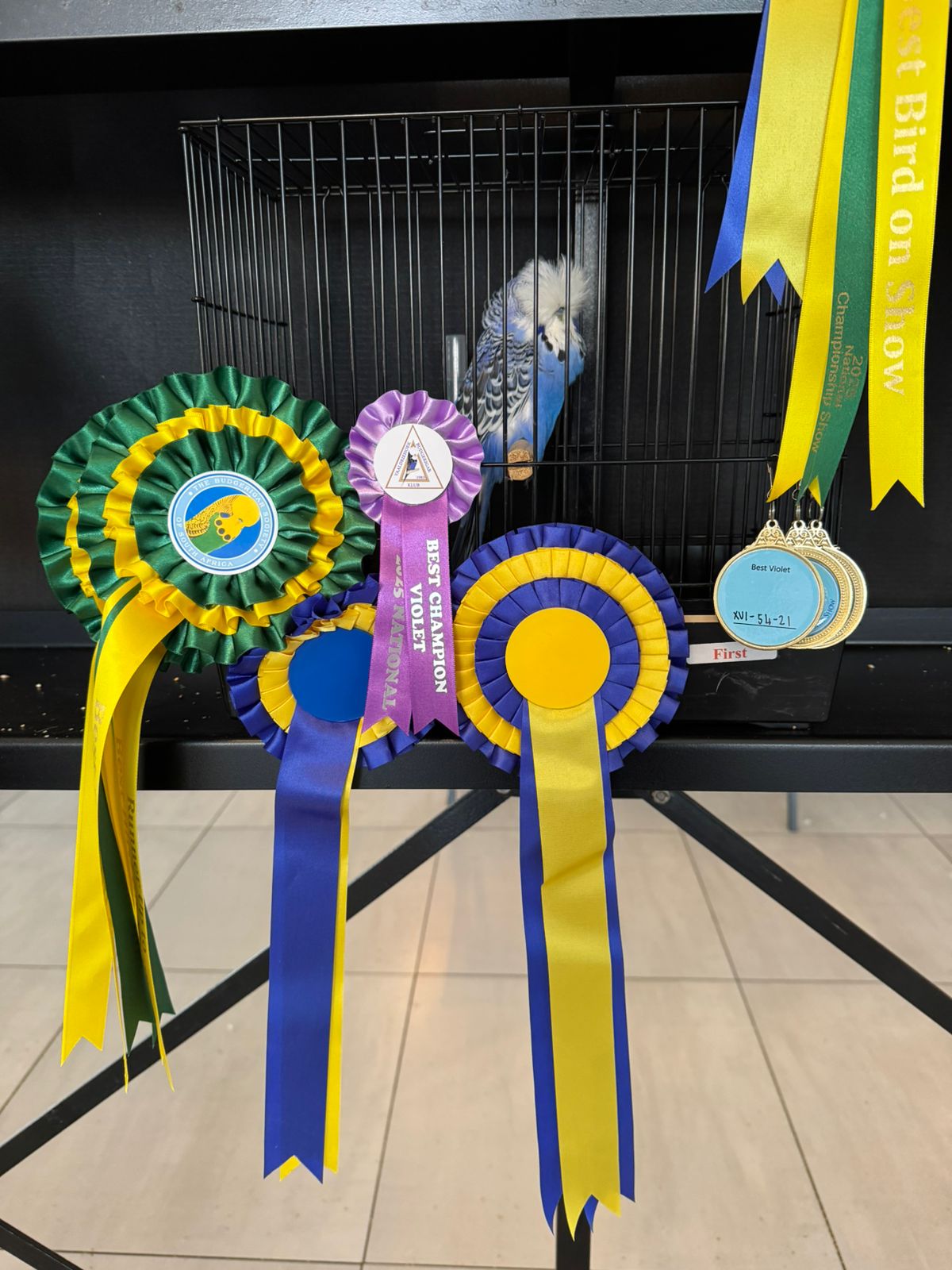 van Deventer Stud & Roos Best Rare on Show