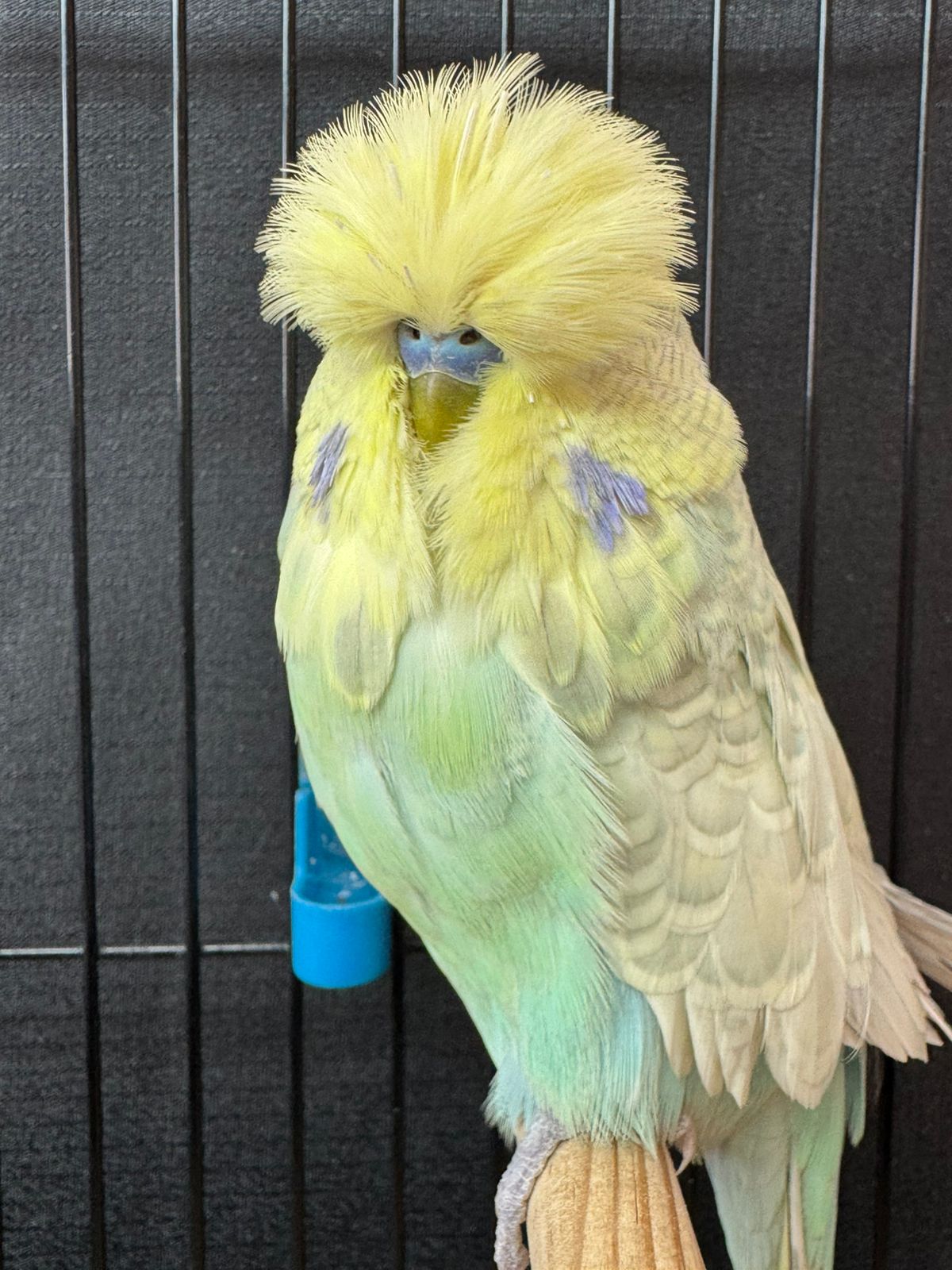 van Rooy Aviaries Colour of the Year on Show