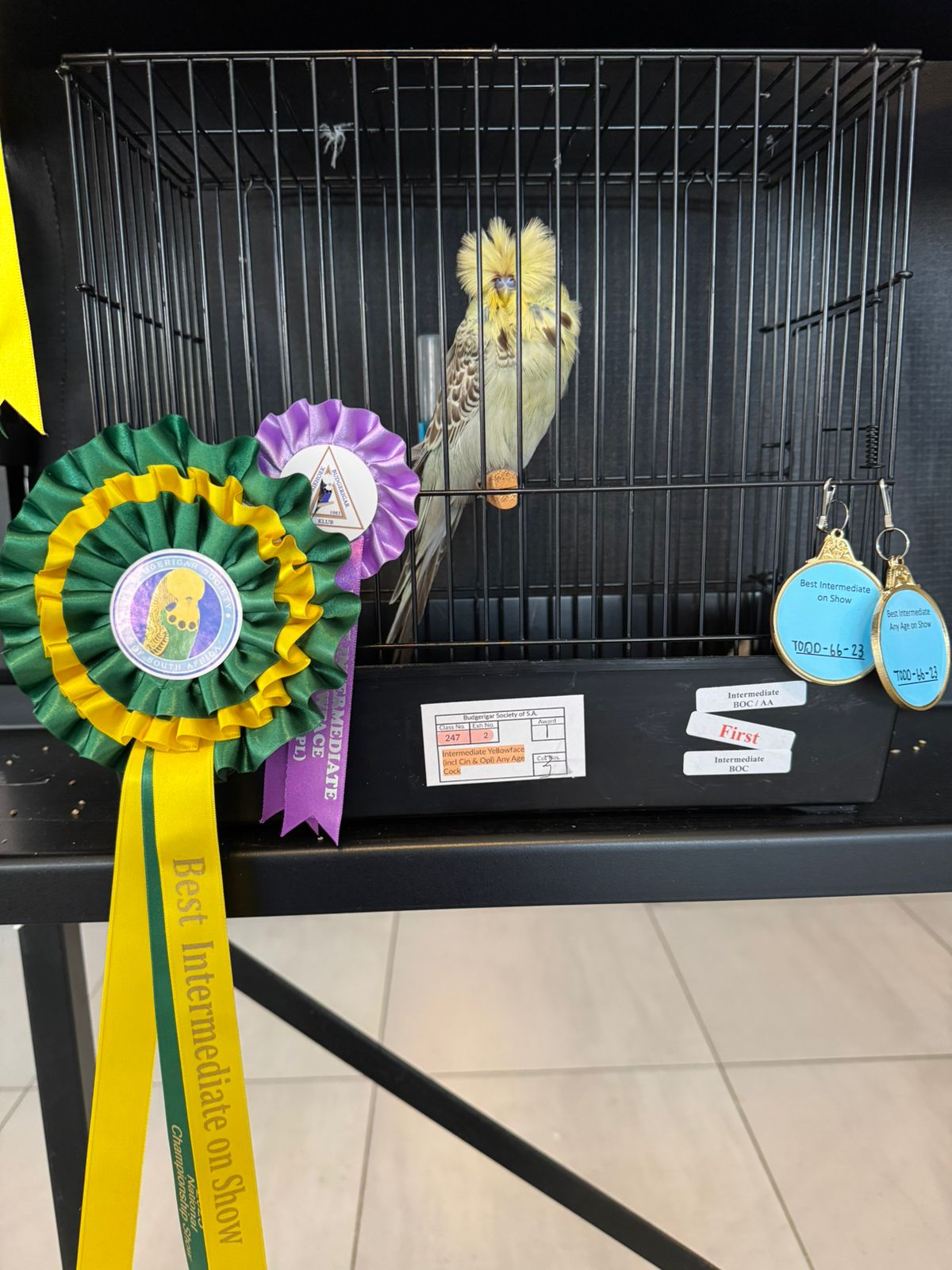 Young Blood Aviaries Best Intermediate and Best Intermediate Any Age on Show