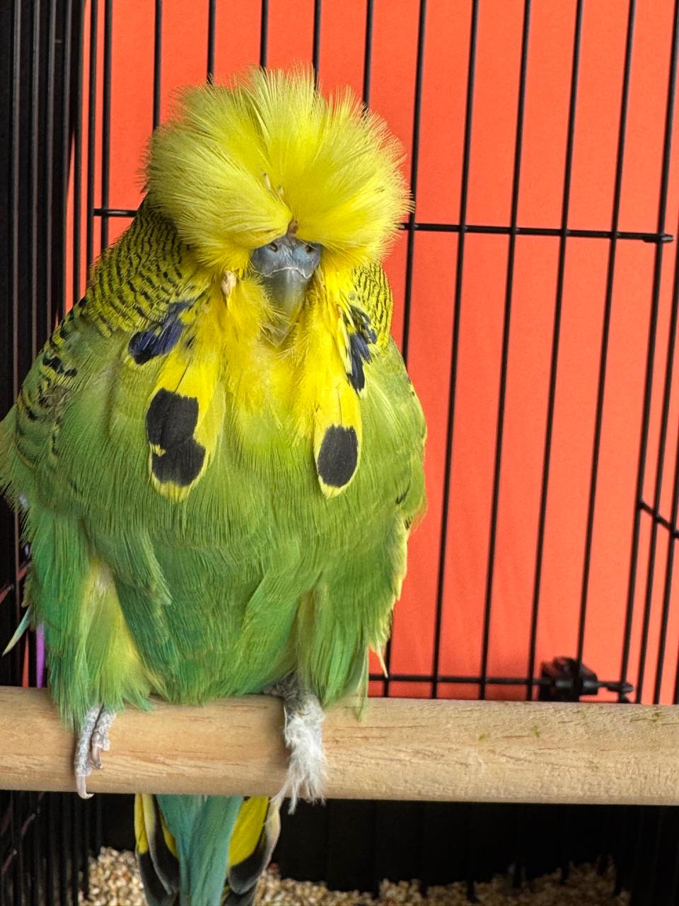 Willrich Aviaries CC Best Dark Green on Show