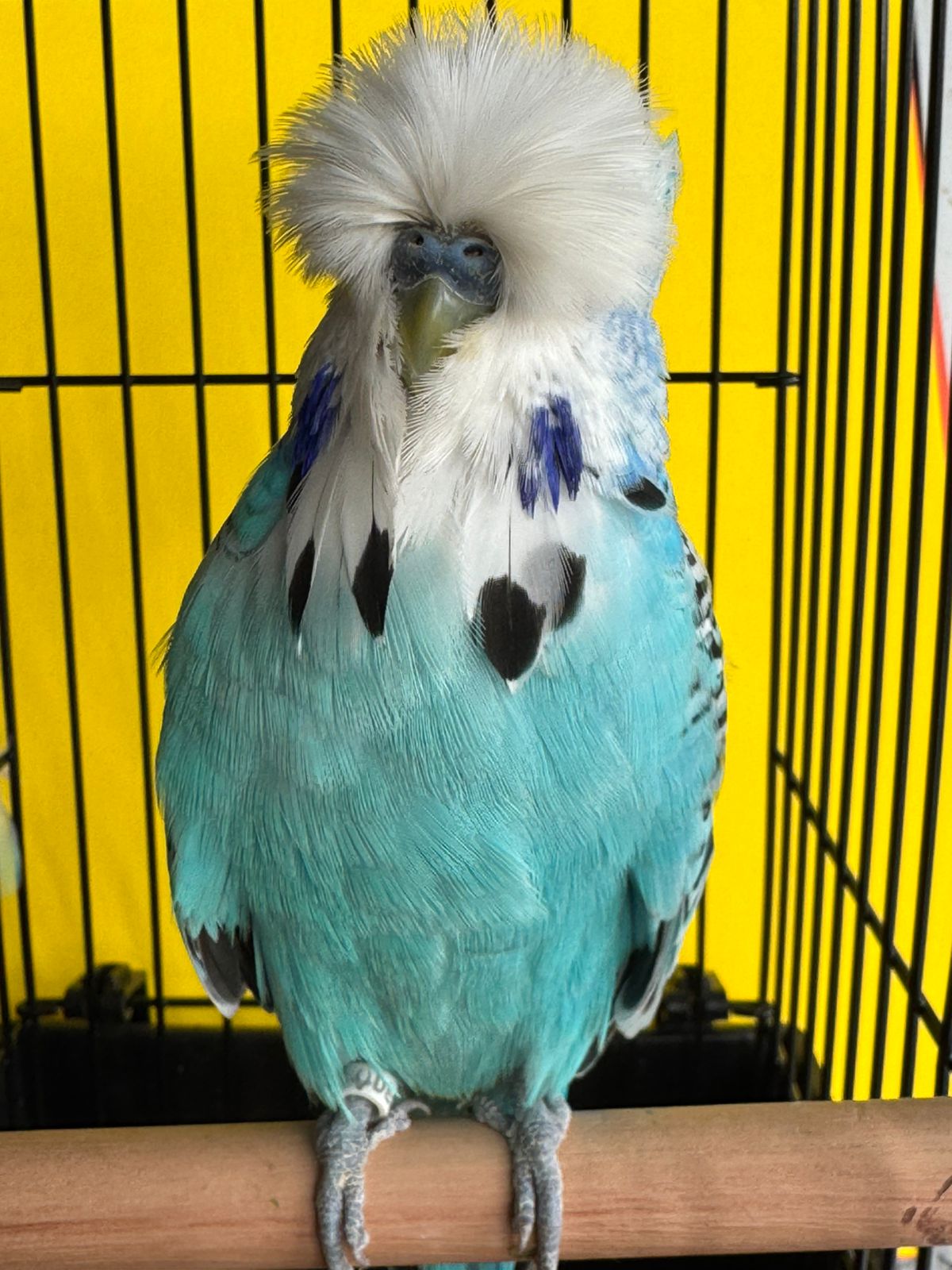 Deon Davie CC Best Skyblue on Show