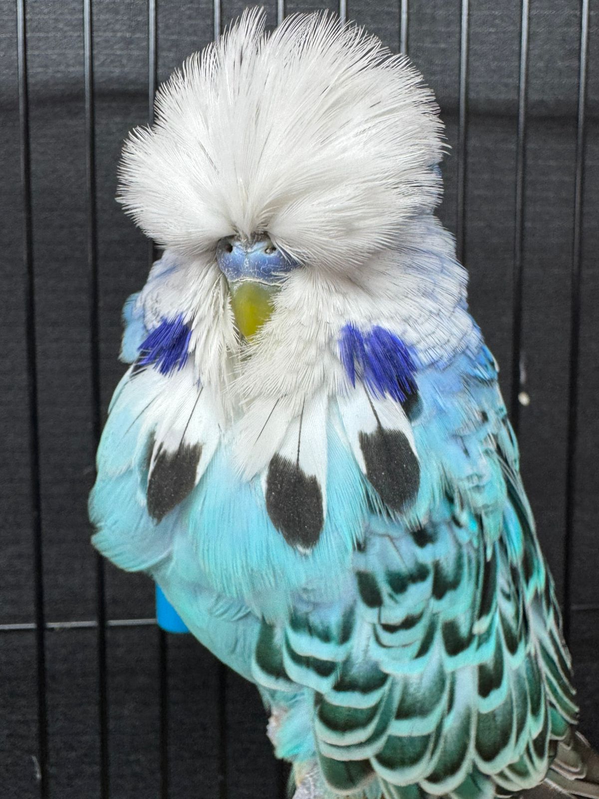 van Deventer Stud & Roos CC Best Opaline Blue Series on Show