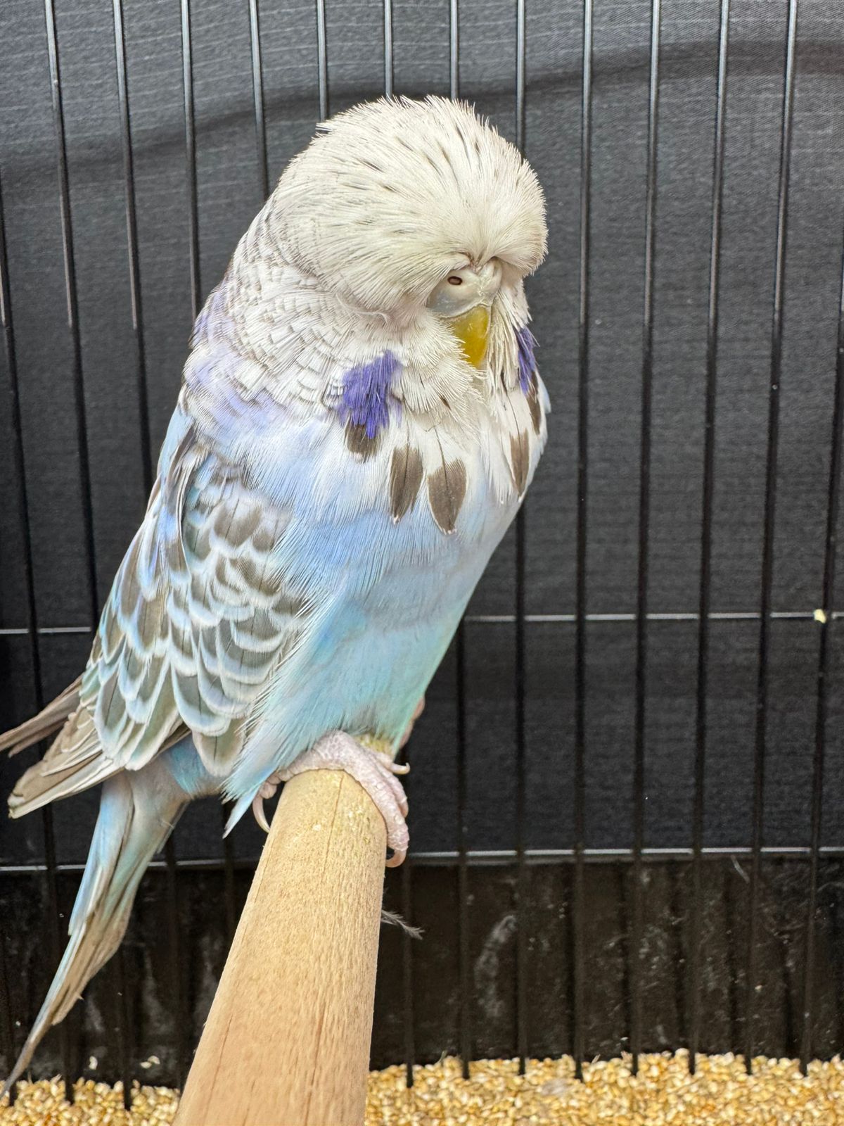 van Deventer Stud & Roos CC Best Opaline Cinnamon Blue on Show