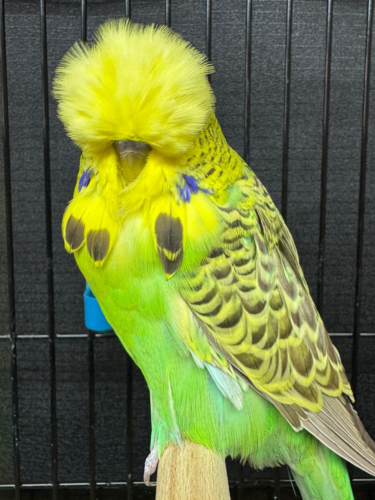 Nel Brothers Stud CC Best Golden Face on Show