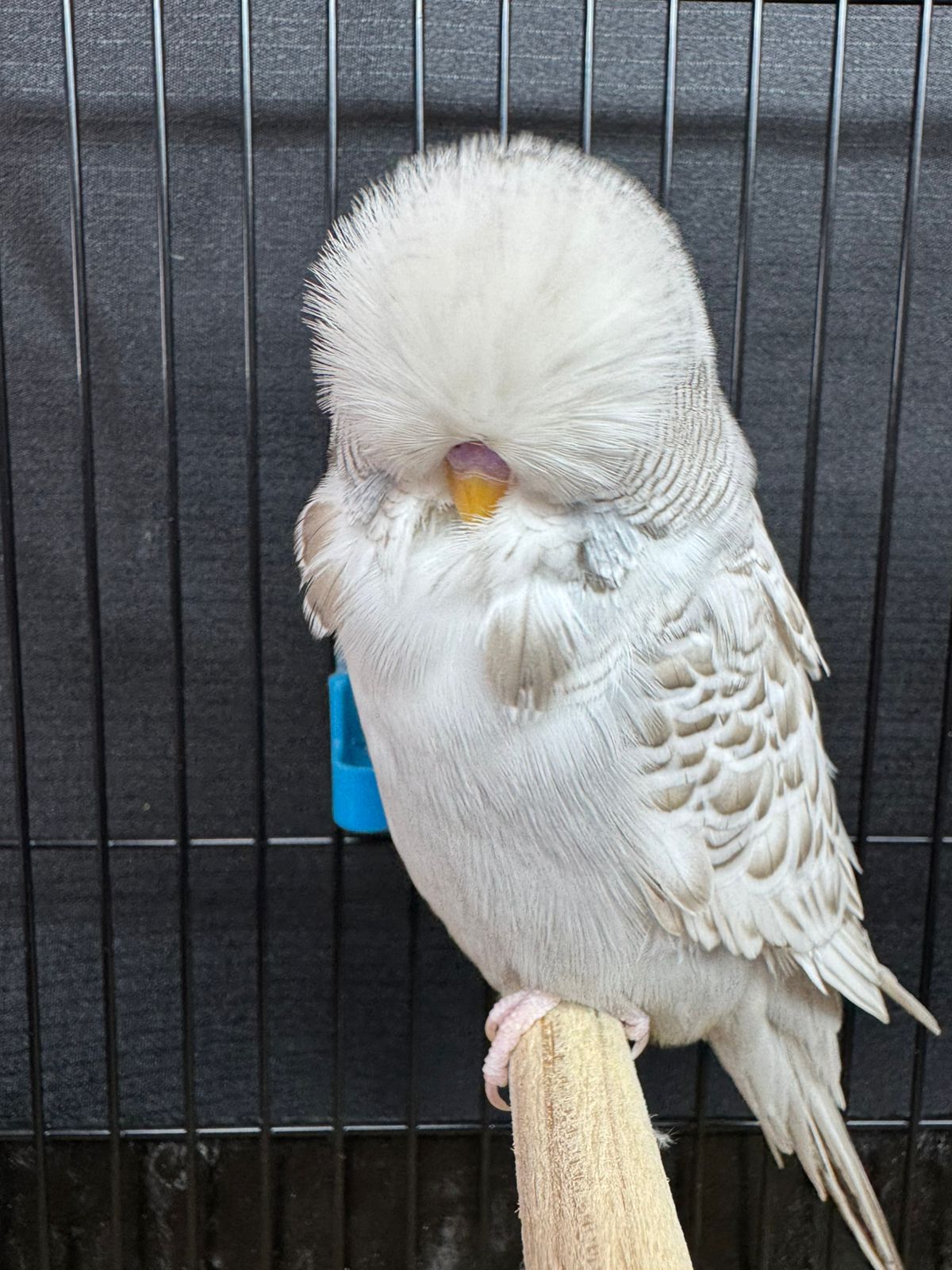 van Deventer Stud & Roos CC Best Recessive Pied on Show