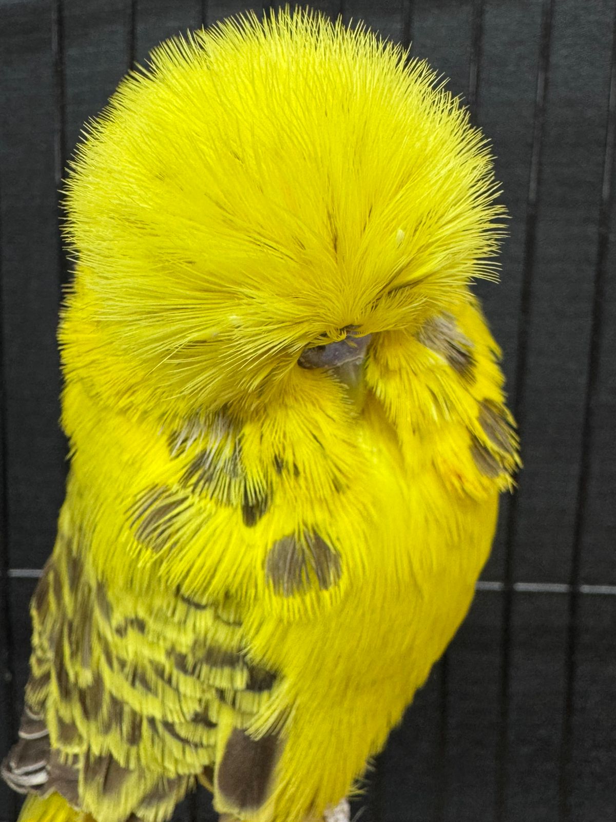 Olivier Aviaries CC Best Easley Clearbody on Show