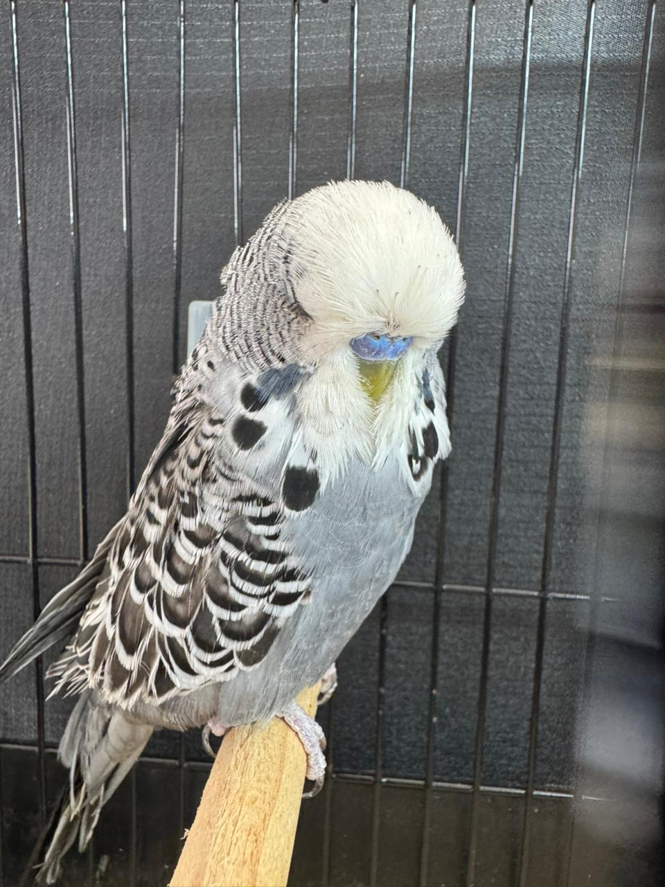 Resplendent Bird Aviaries CC Best Any Other Colour or Variety on Show