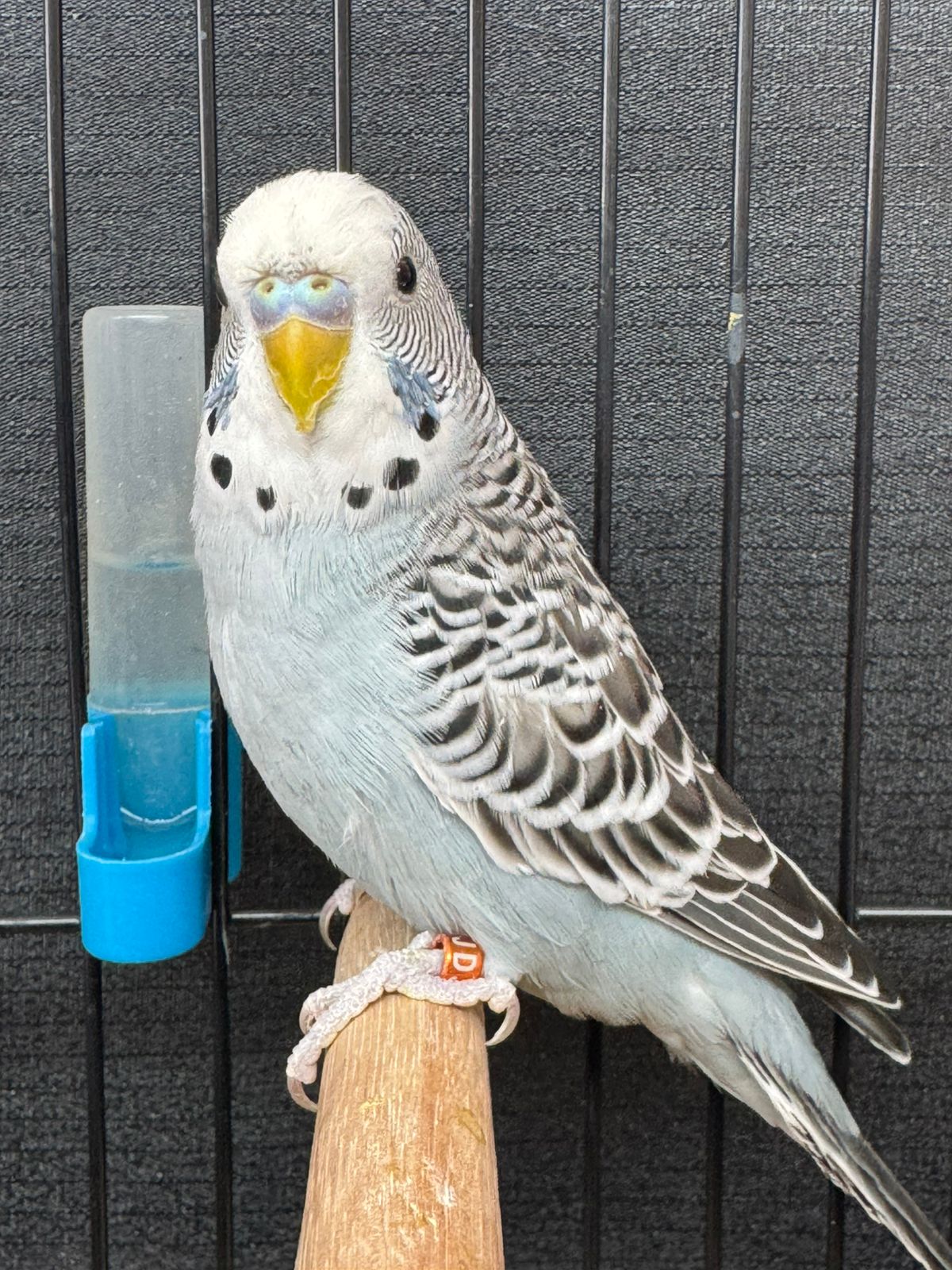 de Jagger Vennootskap Best Budgerigar of Colour on Show