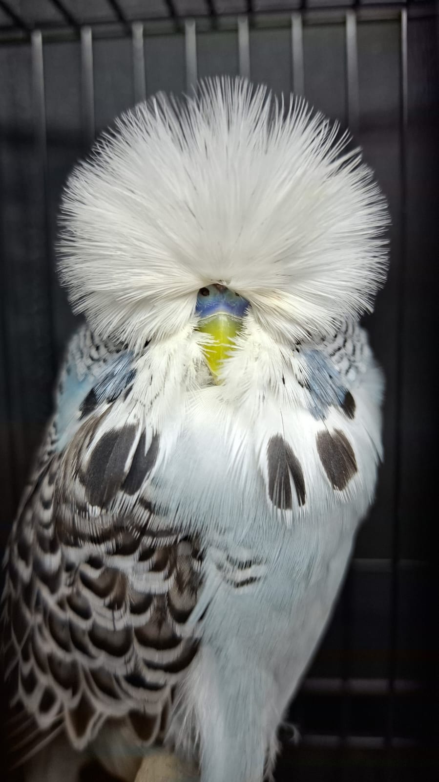 van Deventer Stud & Roos Best Bird, Best Young Bird, Best Champion on Show, Best Champion Young Bird on Show, Challenge Certificate Grey