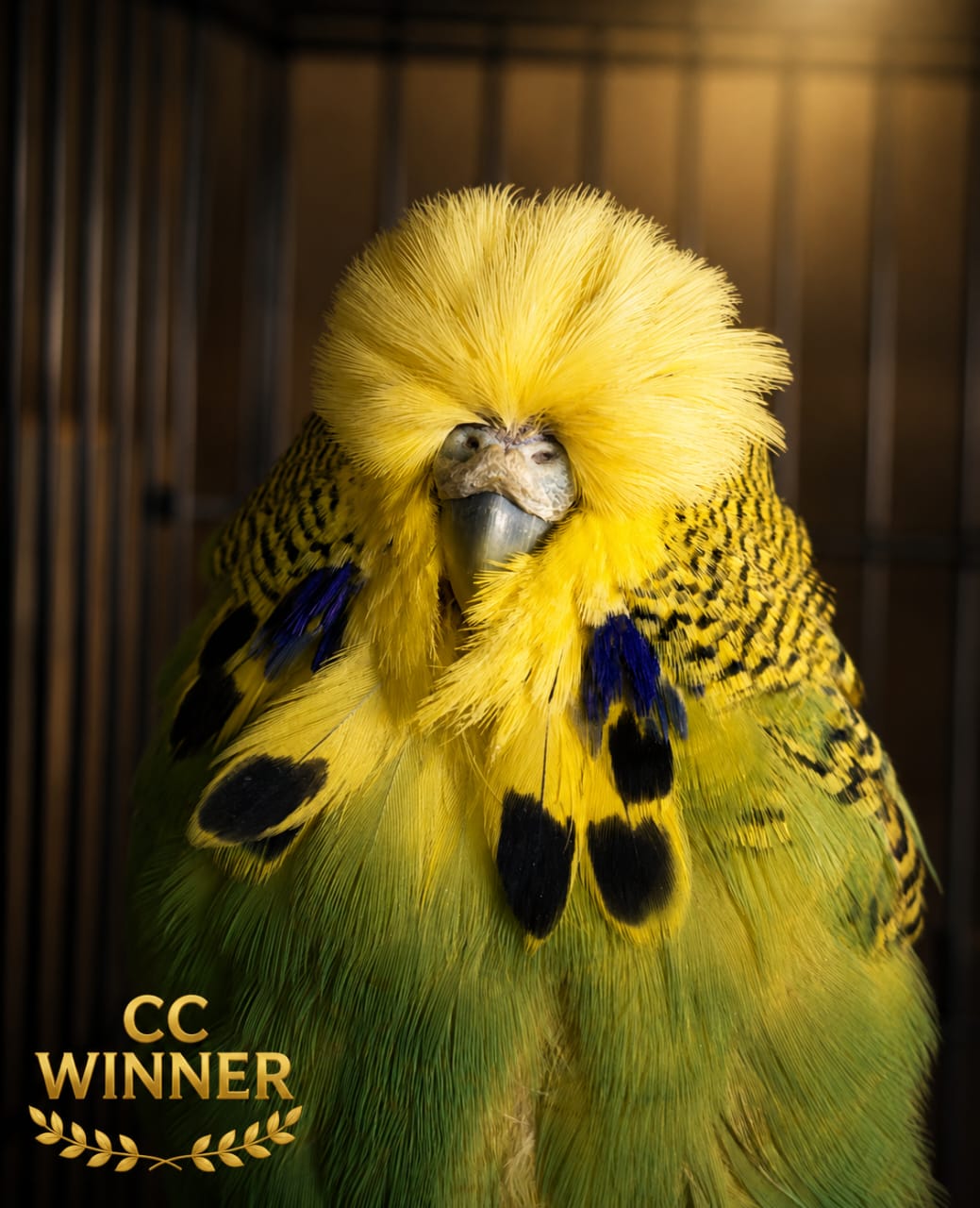van Deventer Stud & Roos Aviary CC Best Dark Green on Show