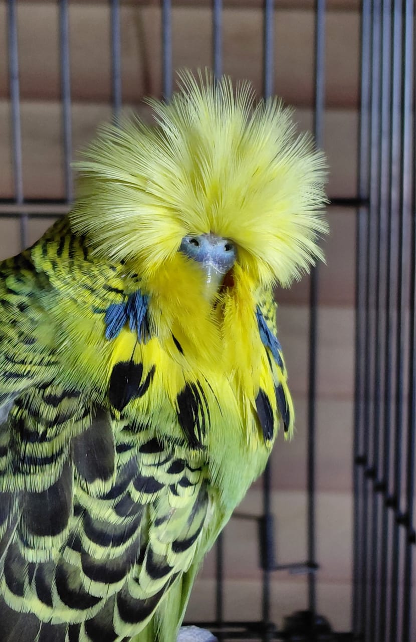 Young Blood Aviaries CC Best Grey Green on Show