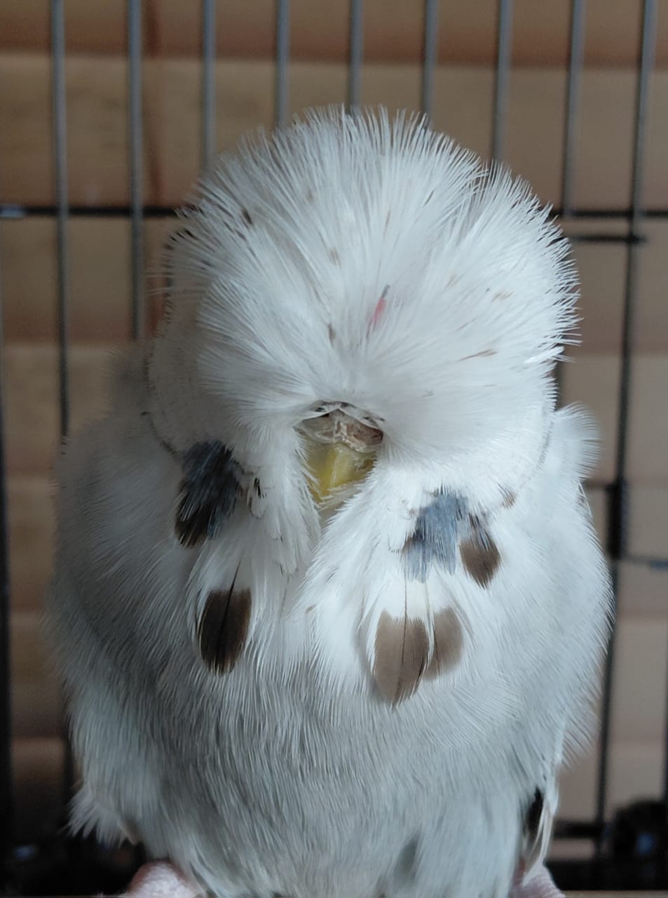 Willrich Aviaries CC Best Opaline Cinnamon Blue on Show