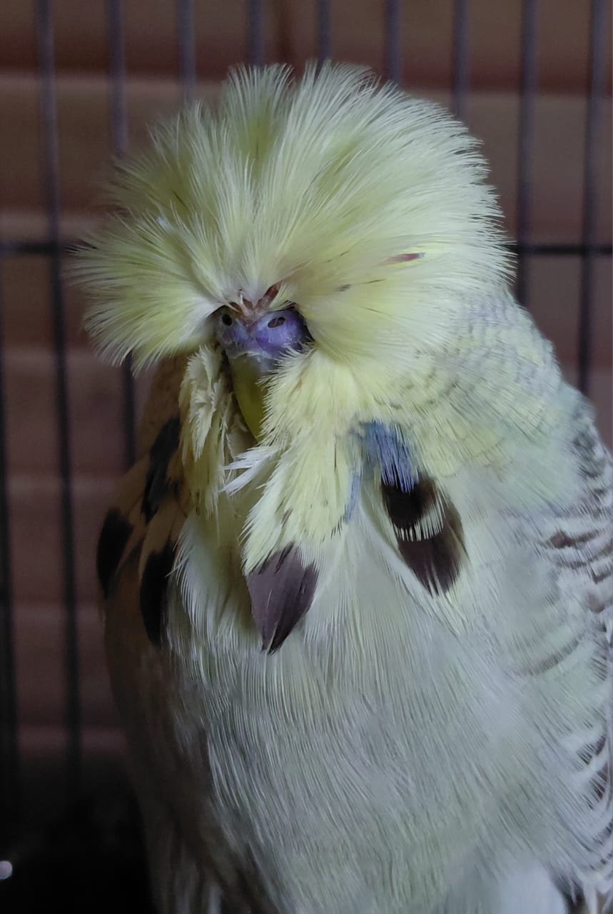 Young Blood Aviaries CC Best Yellowface on Show