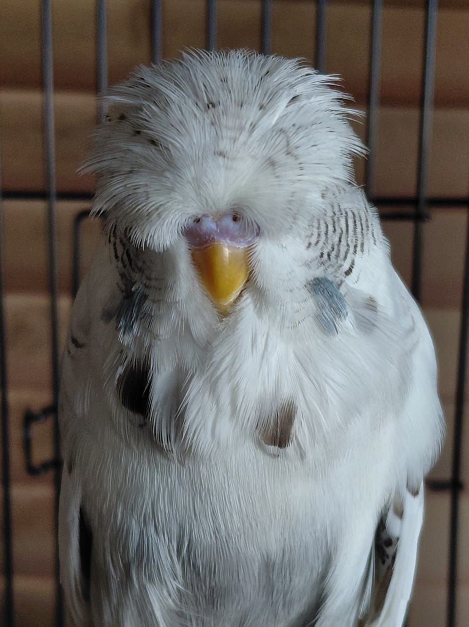 Nel Brothers Stud CC Best Recessive Pied on Show