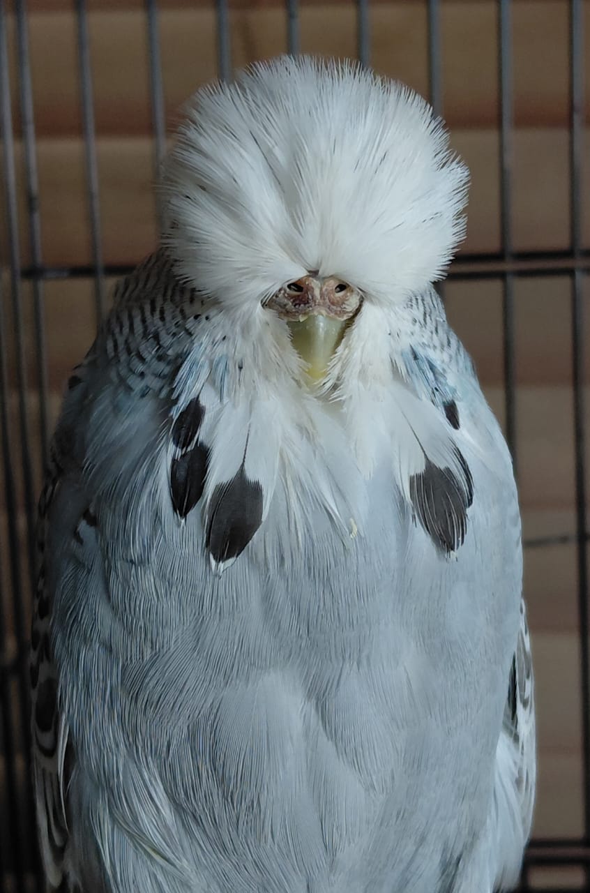 Deon Davie CC Best Greywing on Show