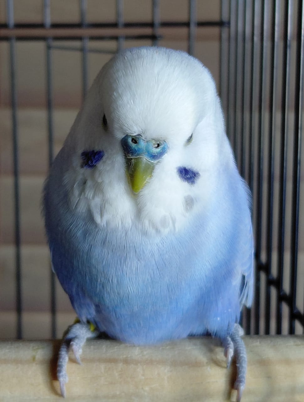 7-SEP Aviaries Best Budgerigar of Colour on Show