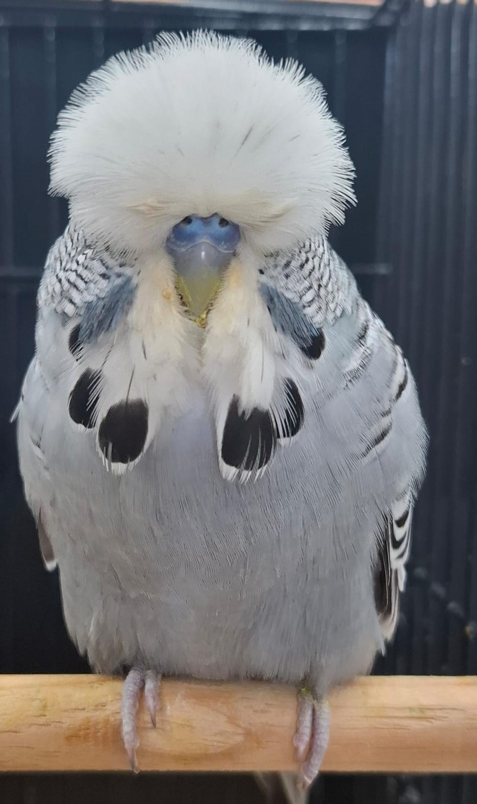 Anna Olivier Runner-up to Best Bird and Challenge Certificate Grey