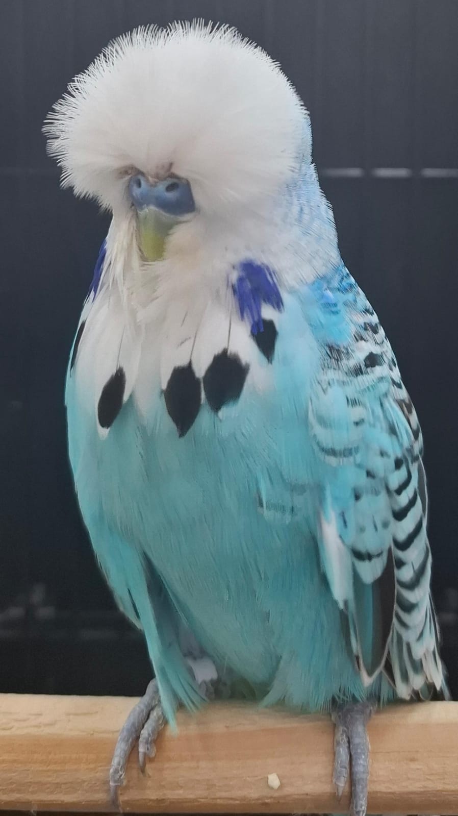 Deon Davie Best Champion on Show and Best Champion Young Bird on Show
