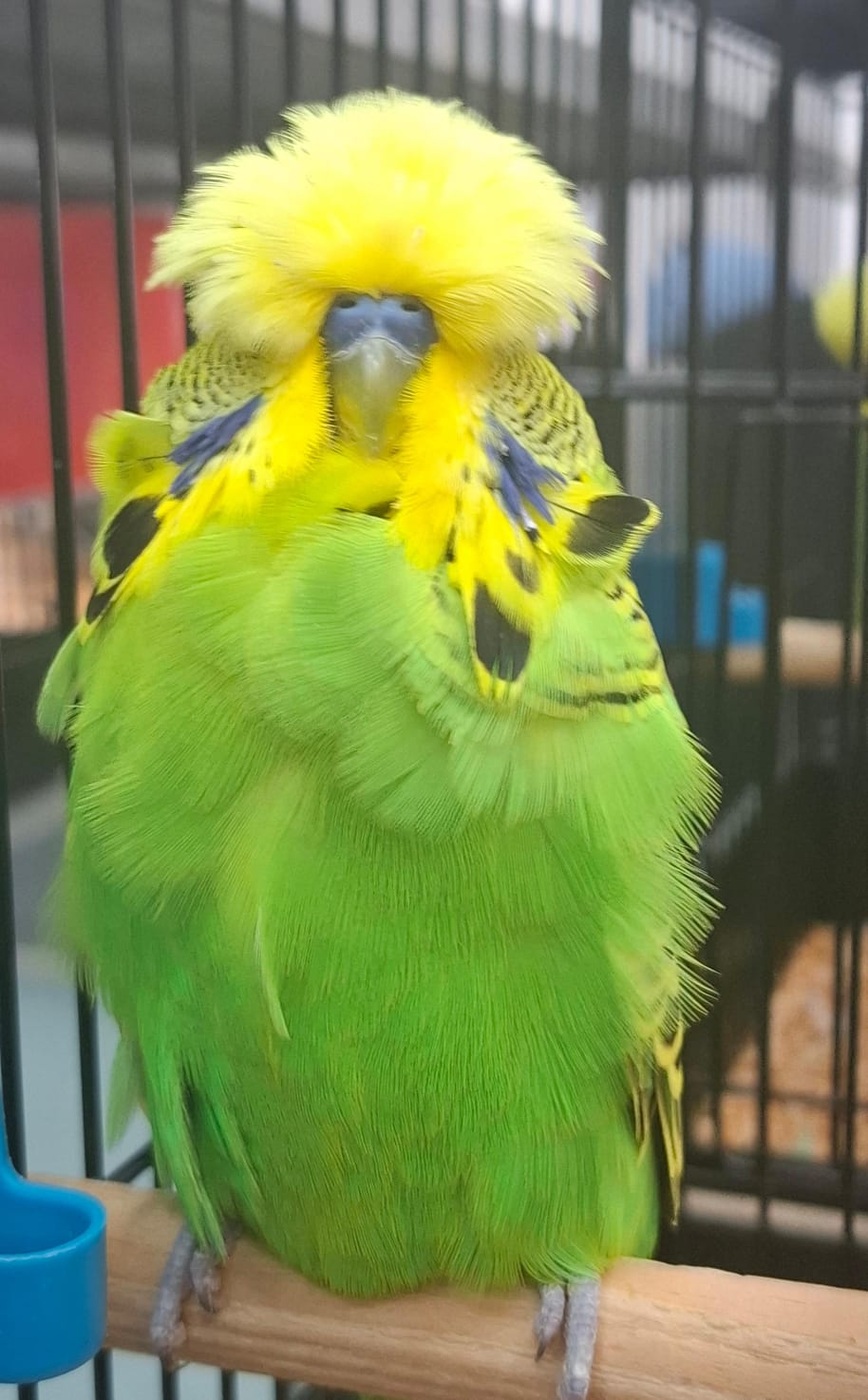 The Visser Aviary CC Best Light Green on Show