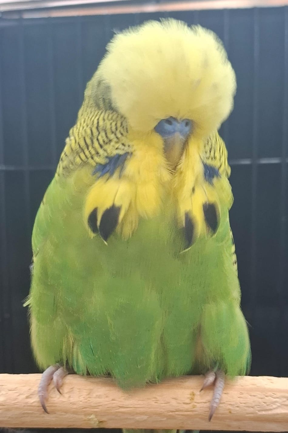 The Visser Aviary CC Best Dark Green on Show