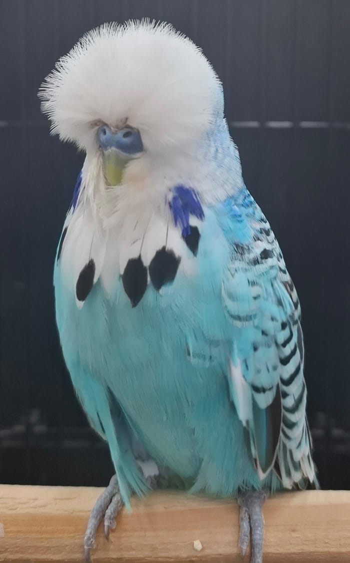 Deon Davie CC Best Skyblue on Show