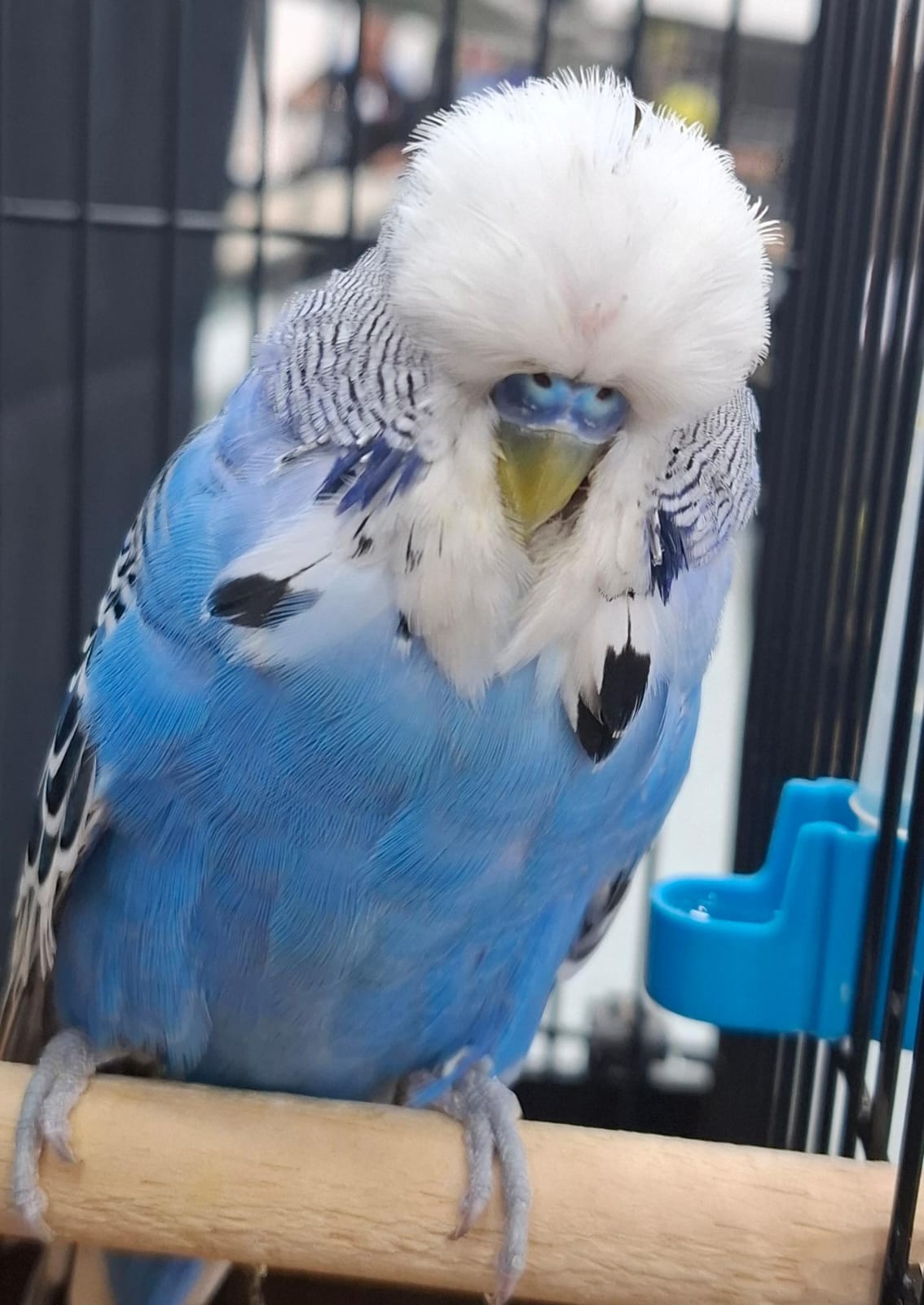 The Visser Aviary CC Best Cobalt on Show