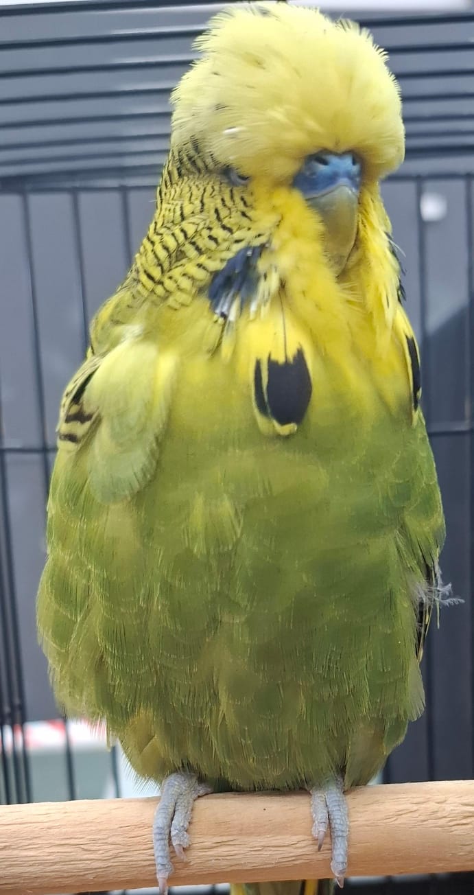 The Visser Aviary CC Best Olive Green and Mauve on Show