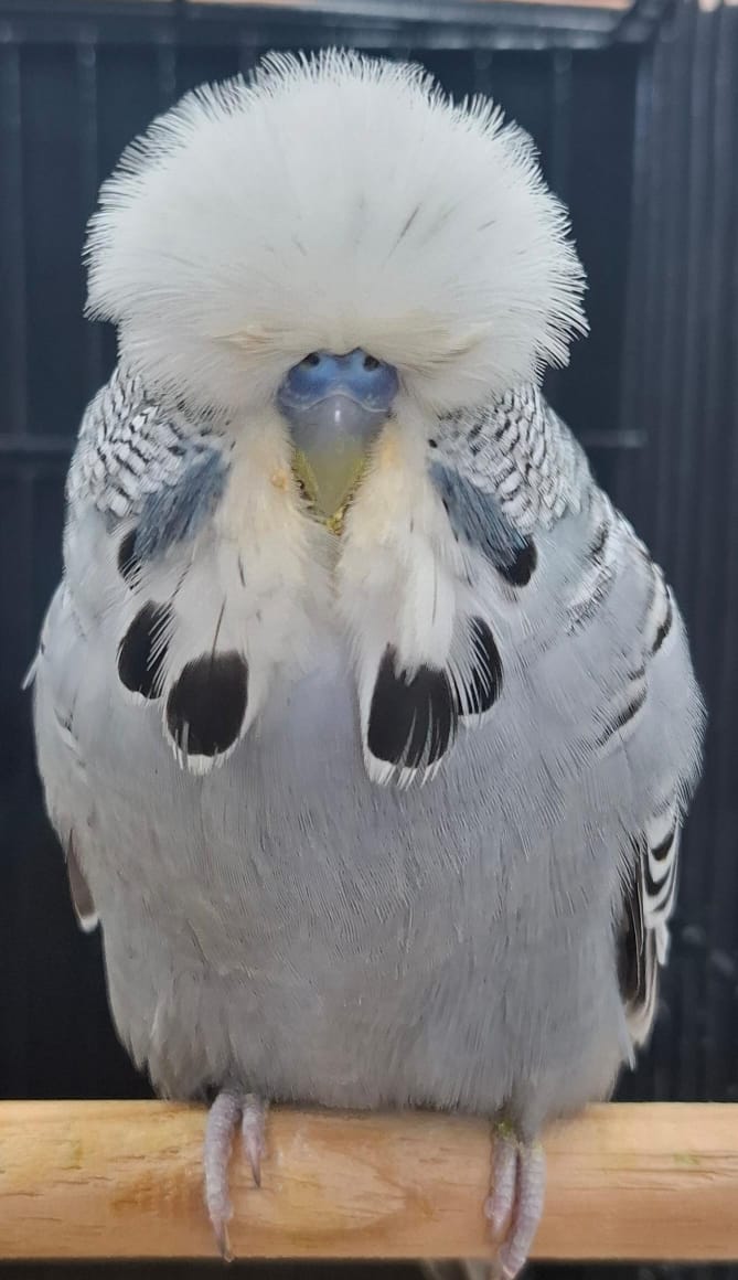 Anna Olivier CC Best Grey on Show