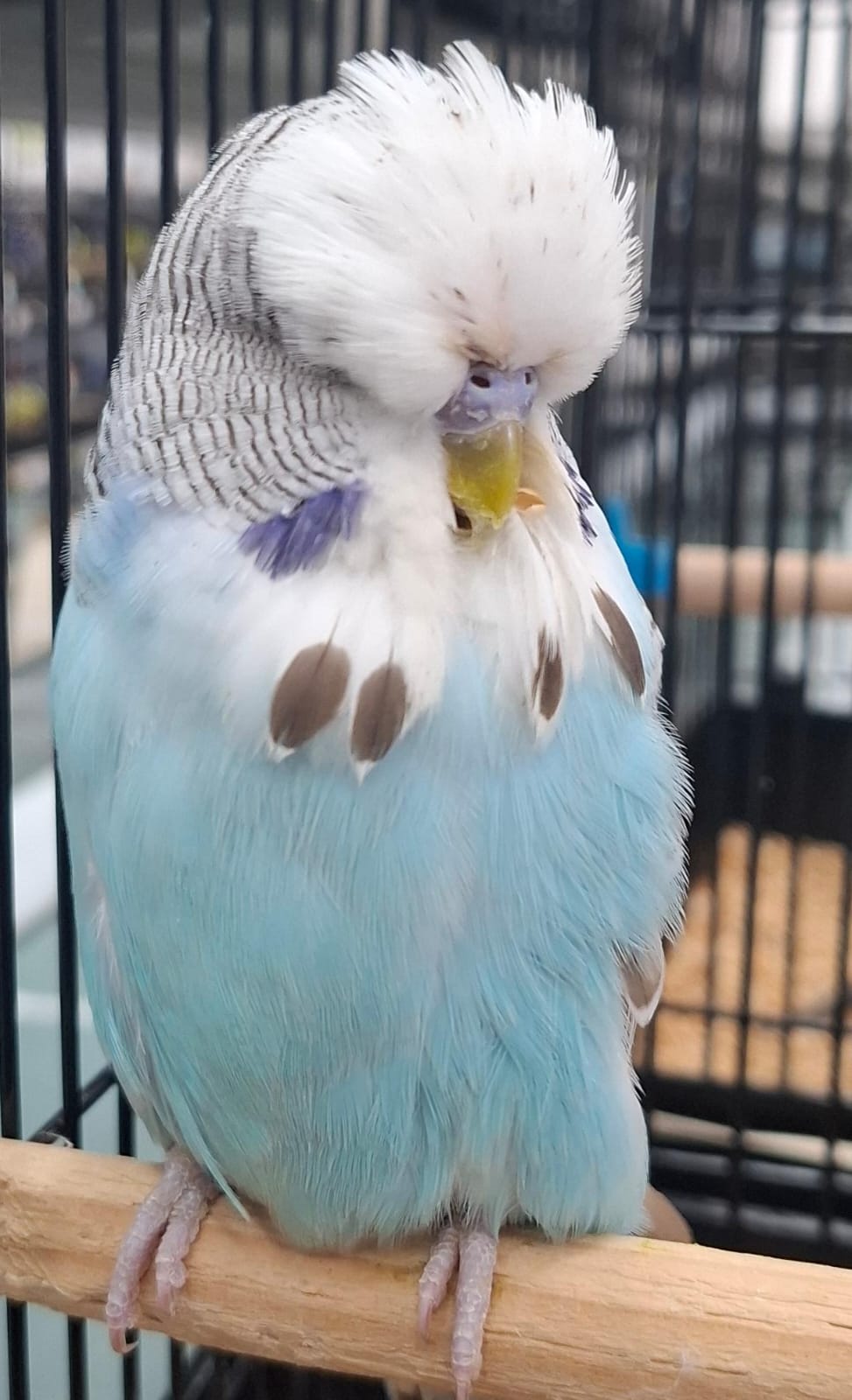 The Visser Aviary CC Best Cinnamon Blue Series on Show