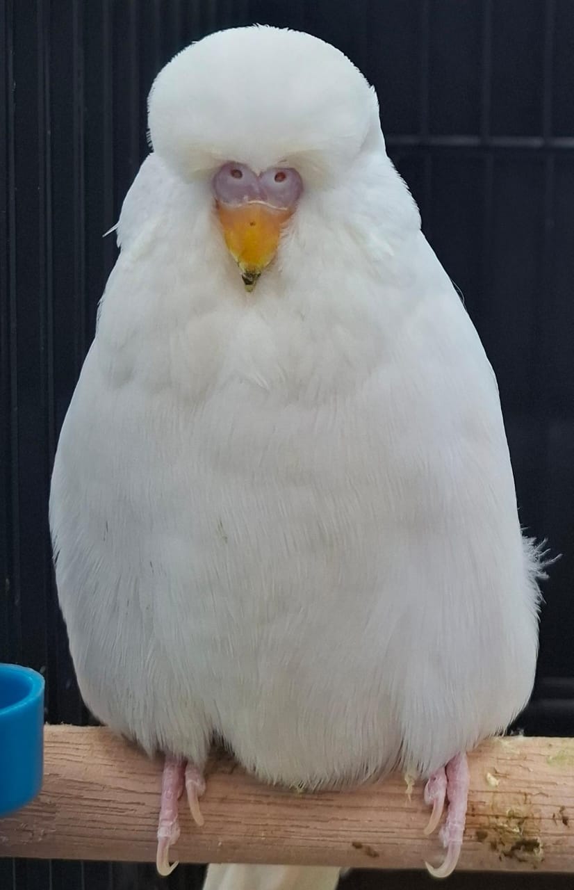 Gerhard van Niekerk CC Best Albino on Show
