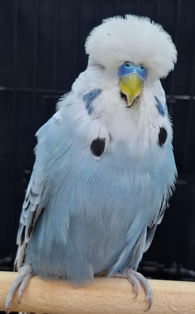 The Visser Aviary CC Best Opaline Blue Series on Show
