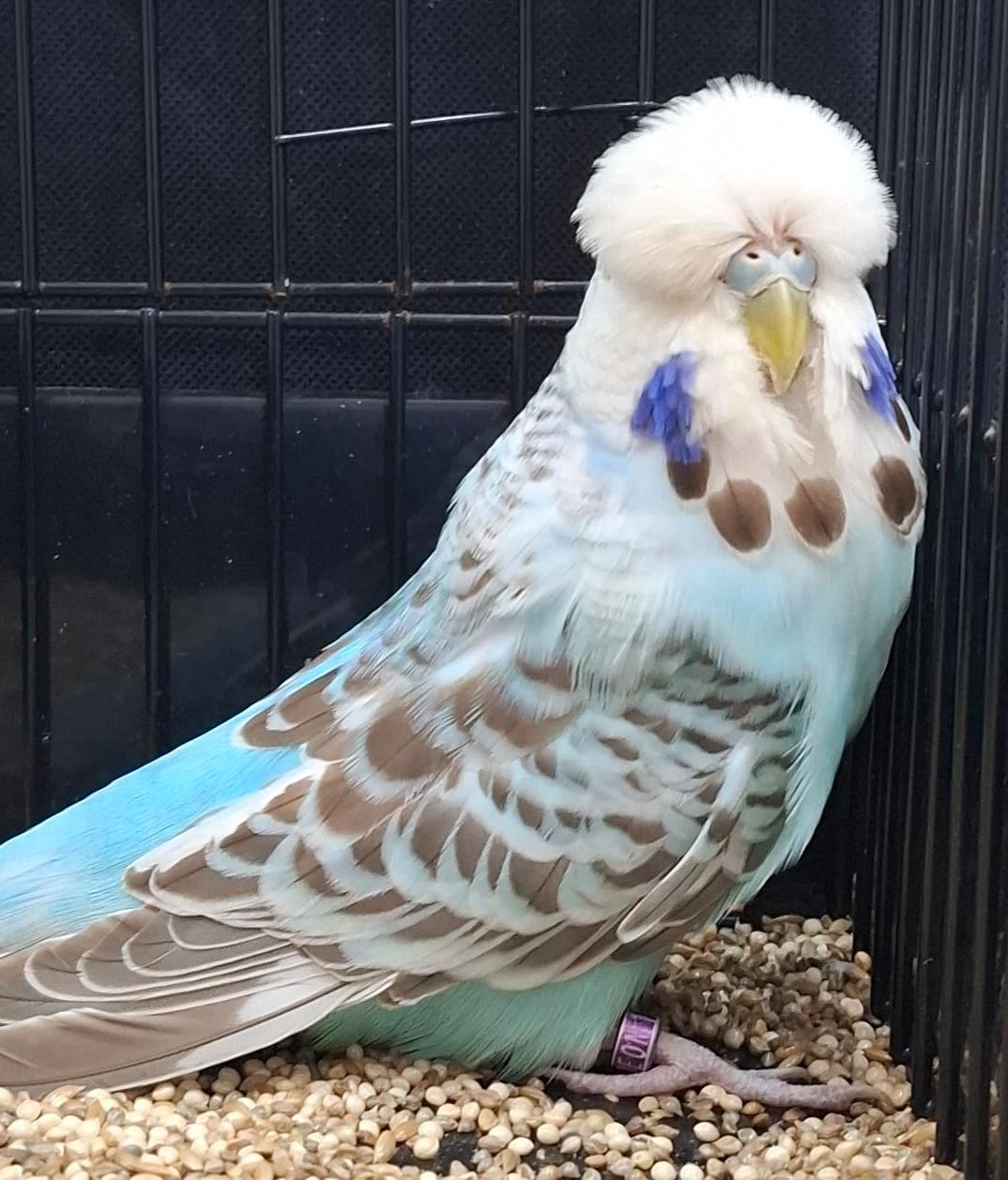 Deon Davie CC Best Opaline Cinnamon Blue on Show