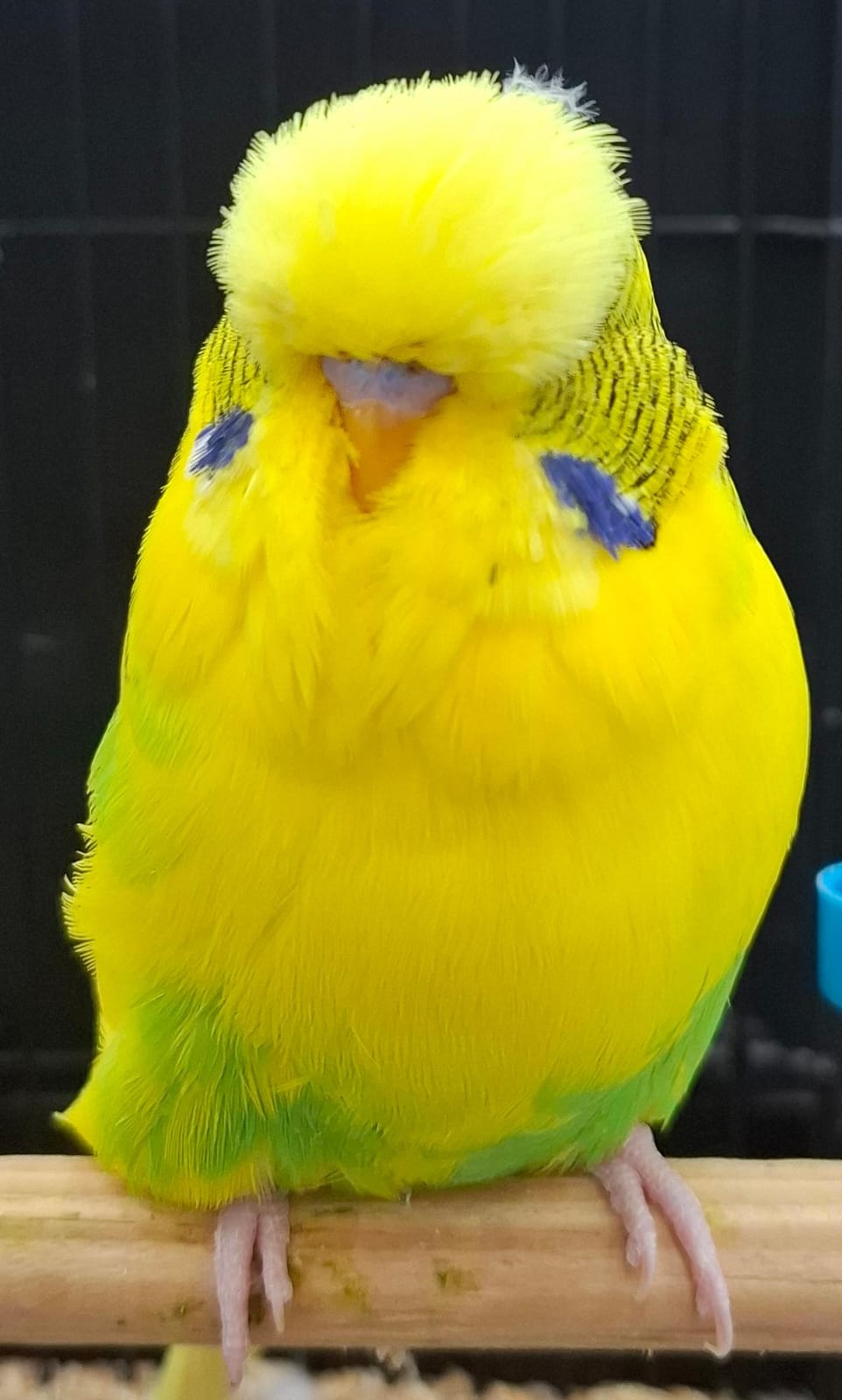 Nestling Pets CC Best Recessive Pied on Show