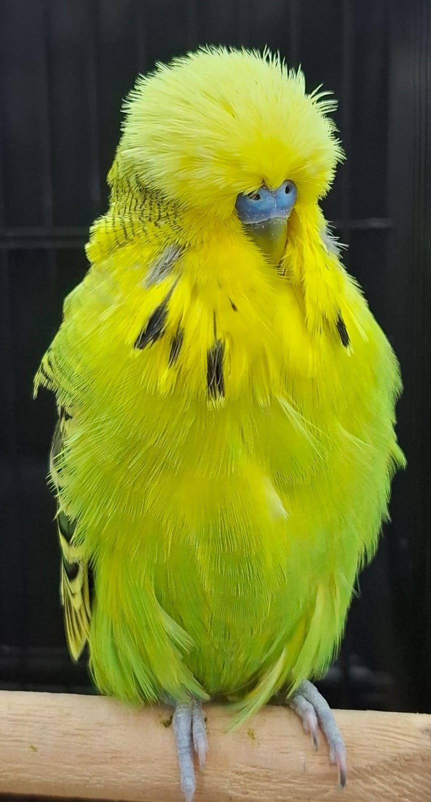 The Visser Aviary CC Best Easley Clearbody on Show