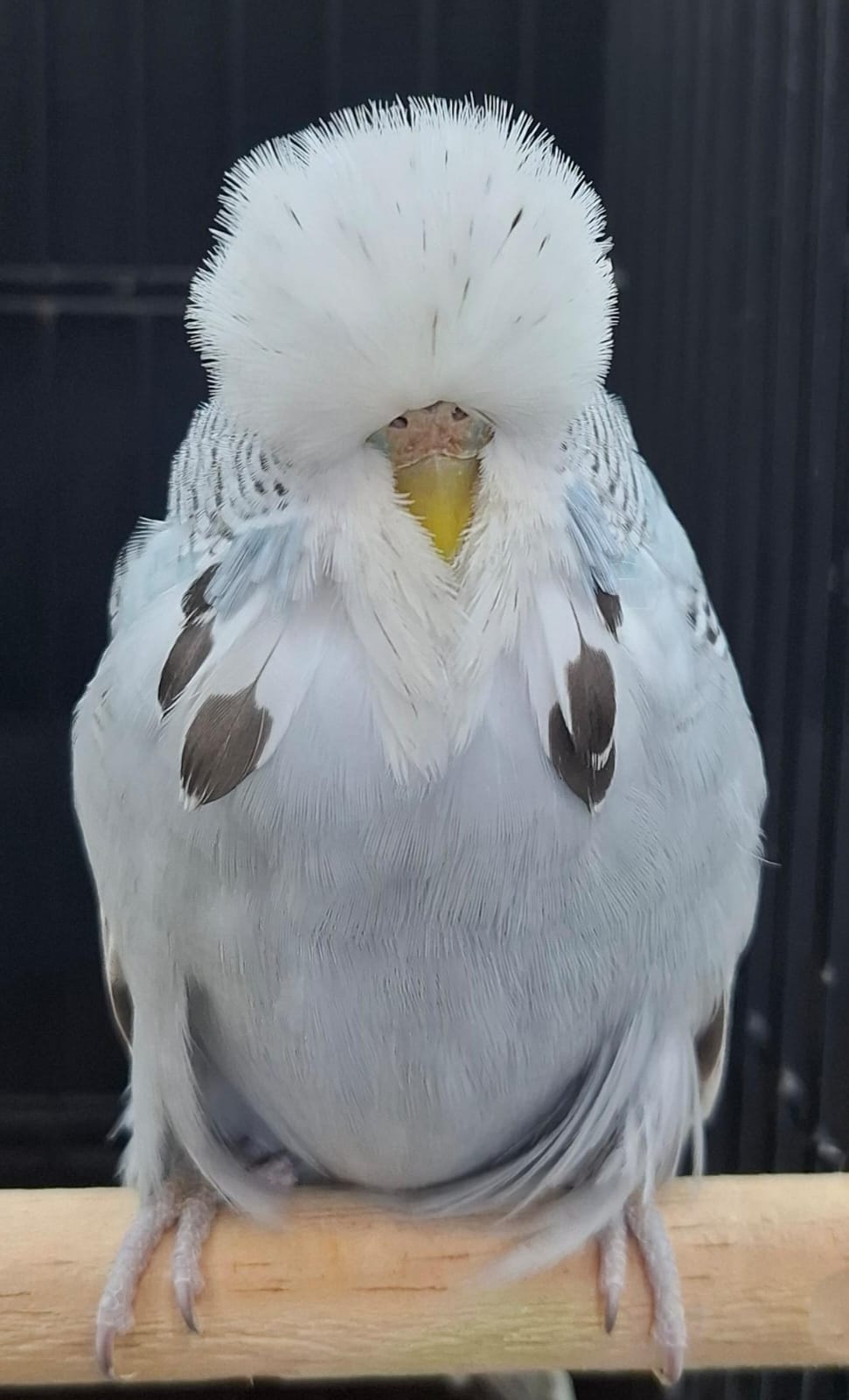 Deon Davie CC Best Greywing on Show