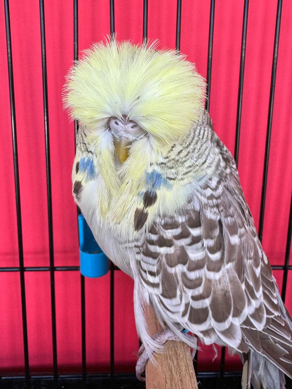 Tommie Roodt Best Opposite Sex on Show, Runner-up to Best Bird on Show, Best Young Bird on Show and Champion Young Bird on Show