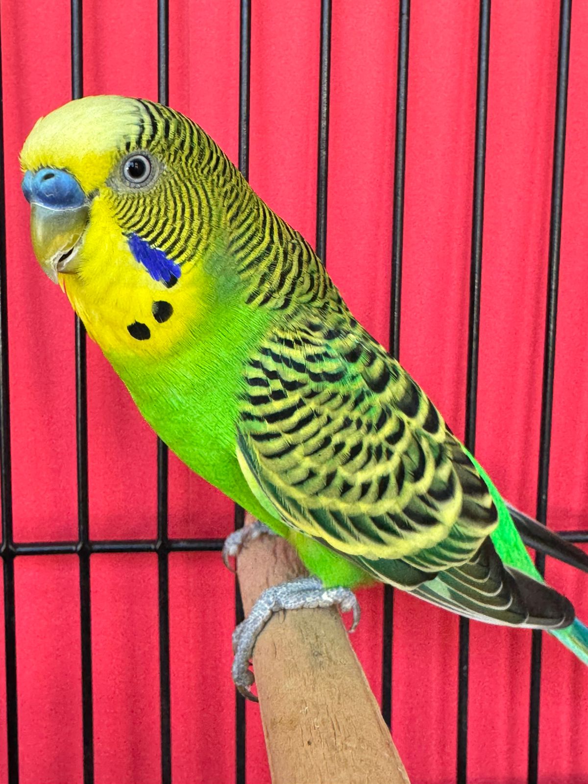 7 SEP Aviaries Best Budgerigar of Colour on Show