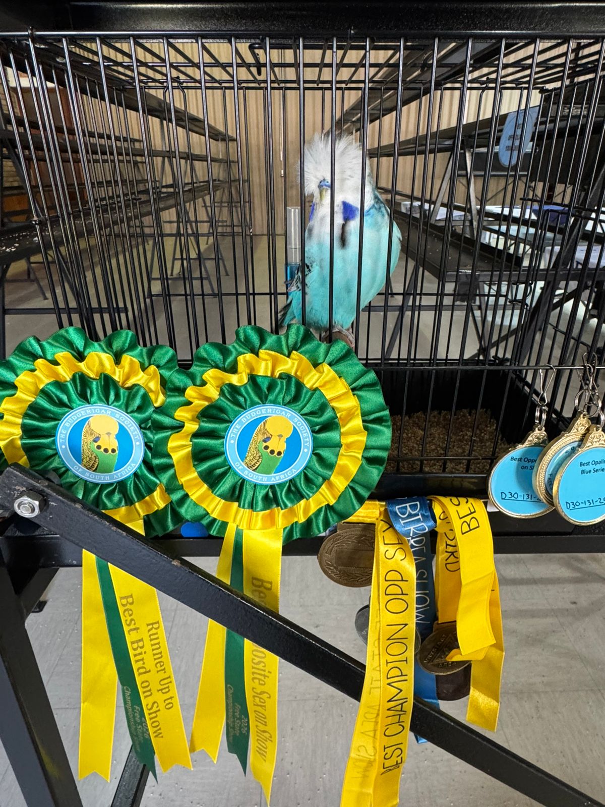 Russell Dixon Runner-up to Best Bird and Challenge Certificate Opaline Blue