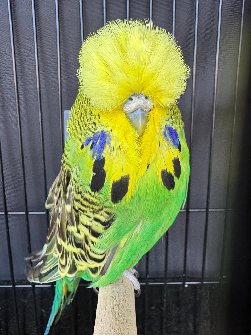 van Deventer Stud & Roos Colour of the Year on Show