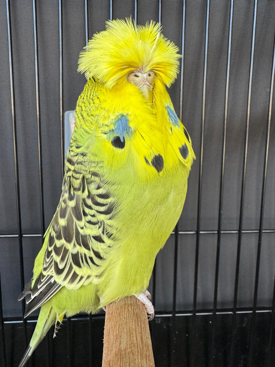 Willrich Aviaries CC Best Grey Green on Show