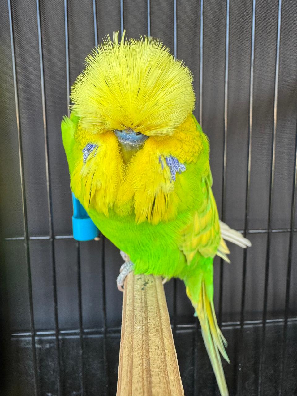 Olivier Aviaries CC Best Spangle Green Series on Show