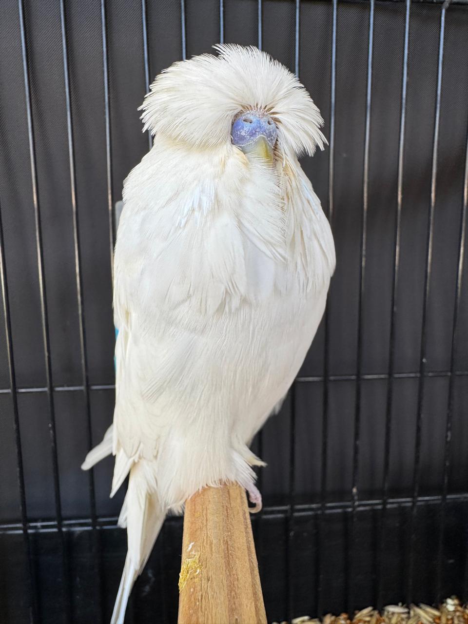 Young Blood Aviaries CC Best Double Factor Spangle on Show