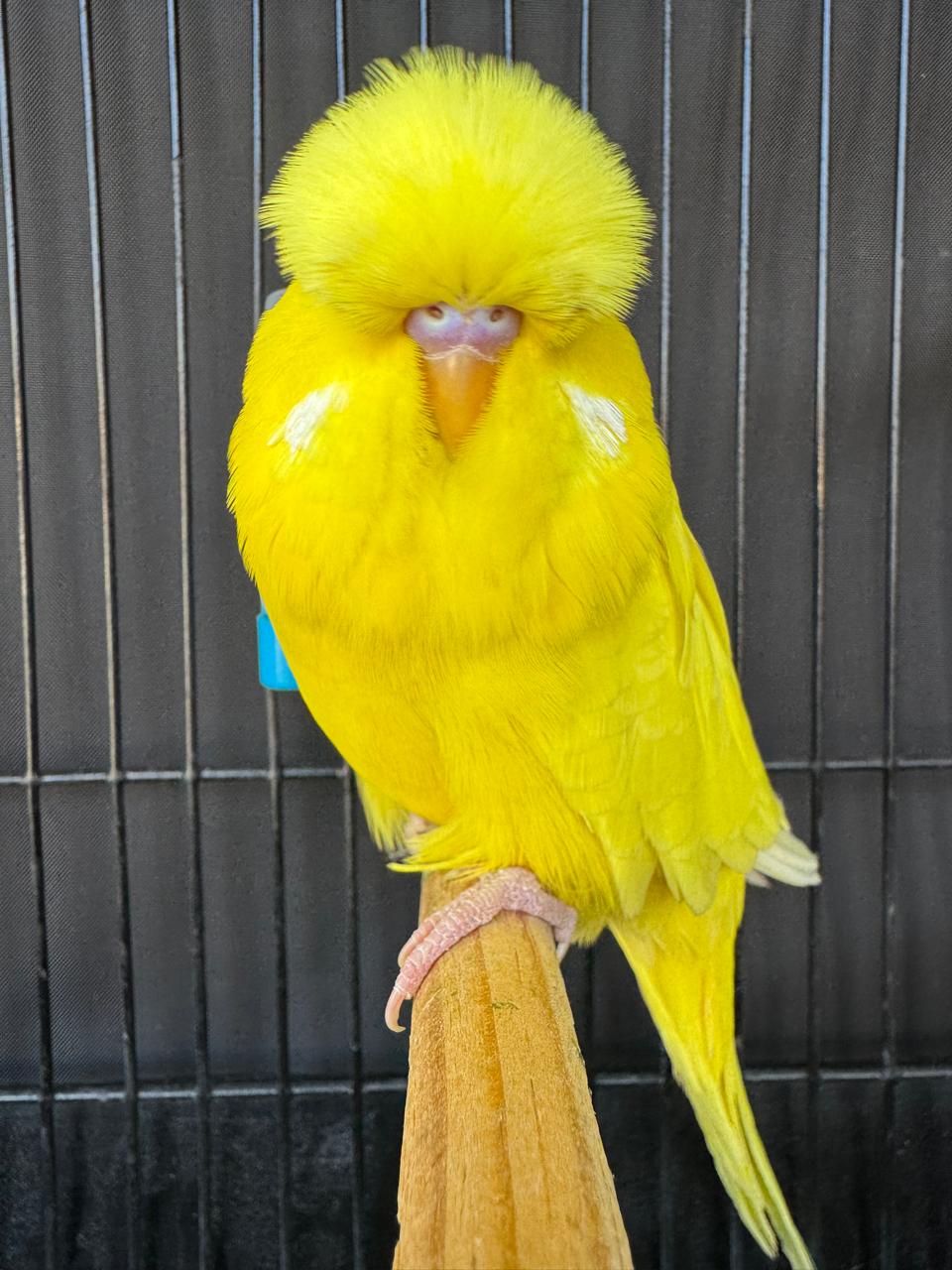 Olivier Aviaries CC Best Lutino on Show