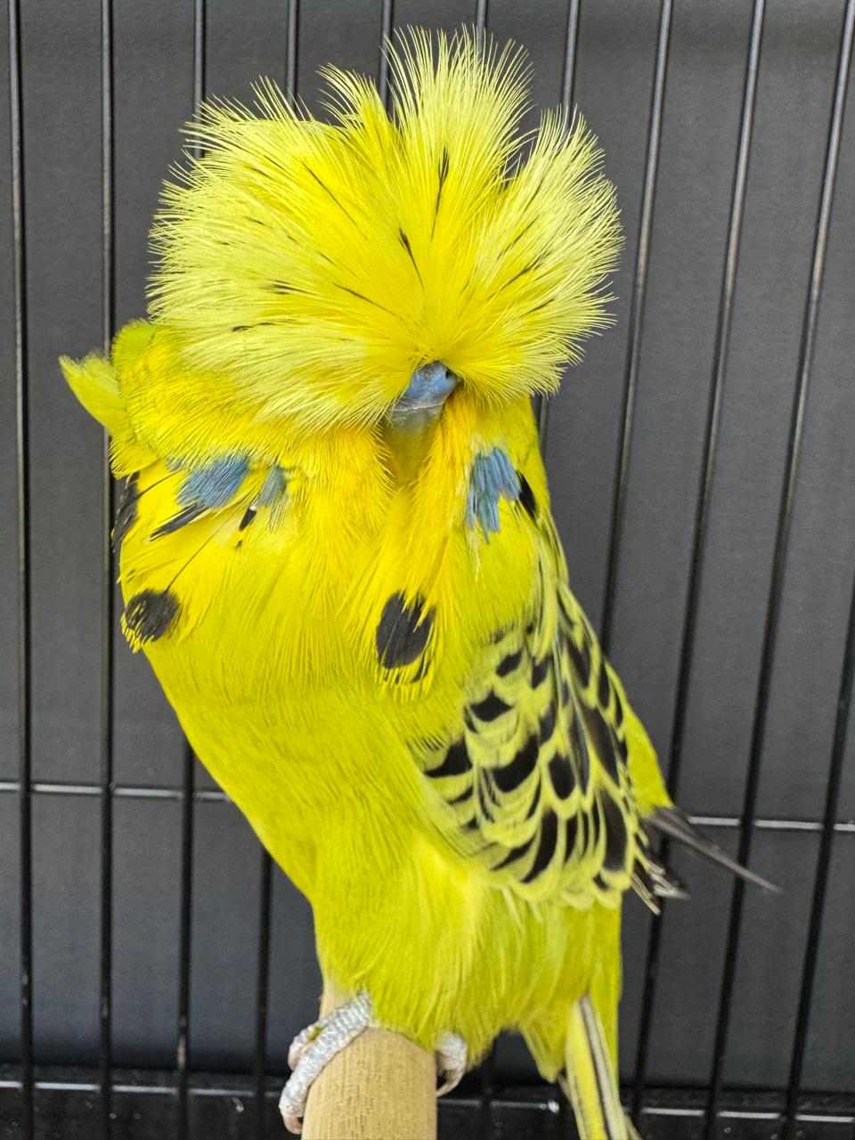 van Rooy Aviaries CC Best Opaline Green Series on Show