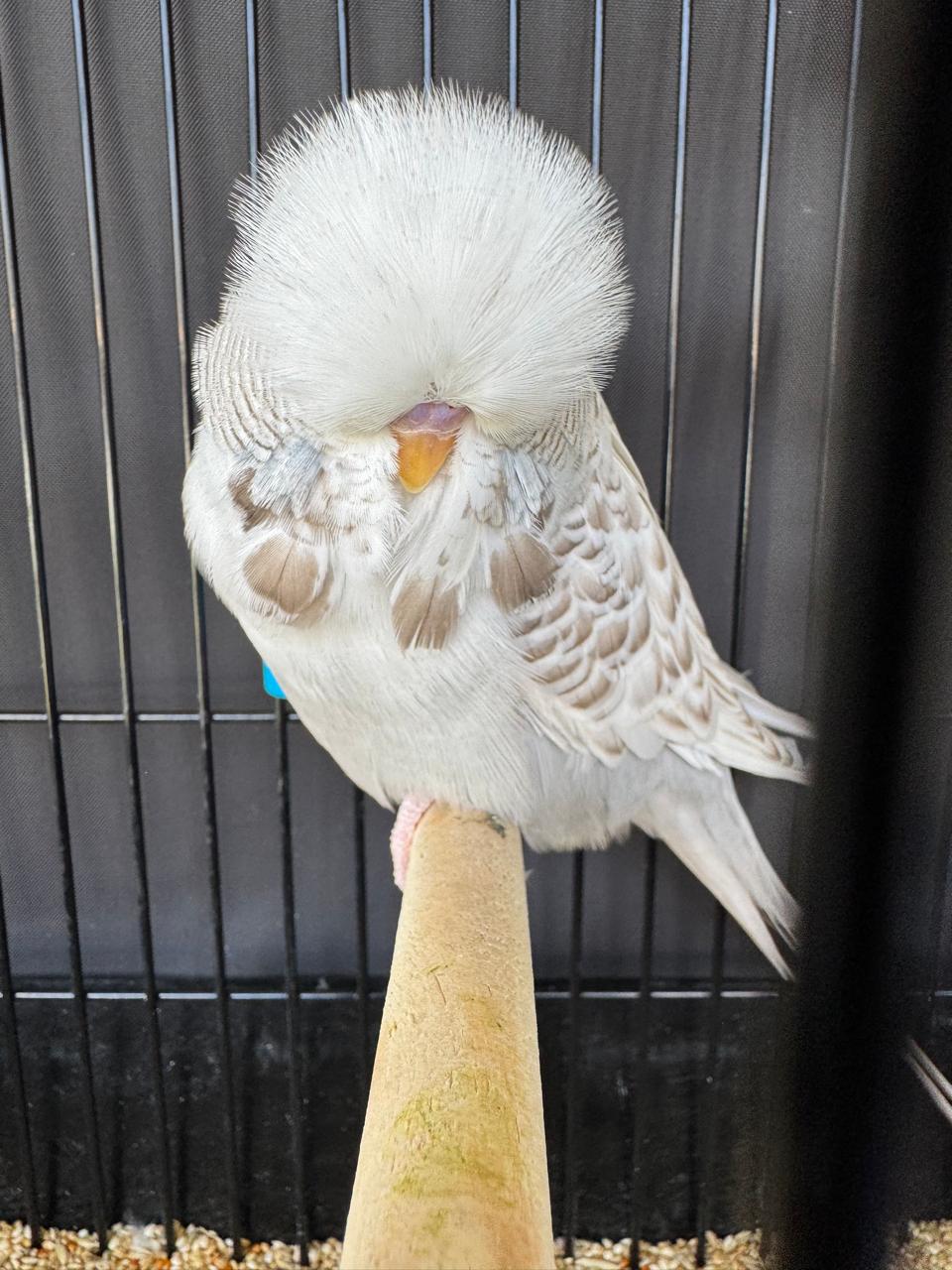 van Deventer Stud & Roos CC Best Recessive Pied on Show