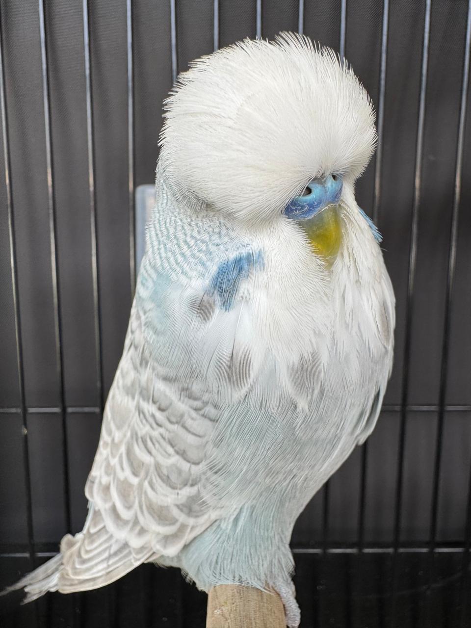 van Rooy Aviaries CC Best Greywing on Show
