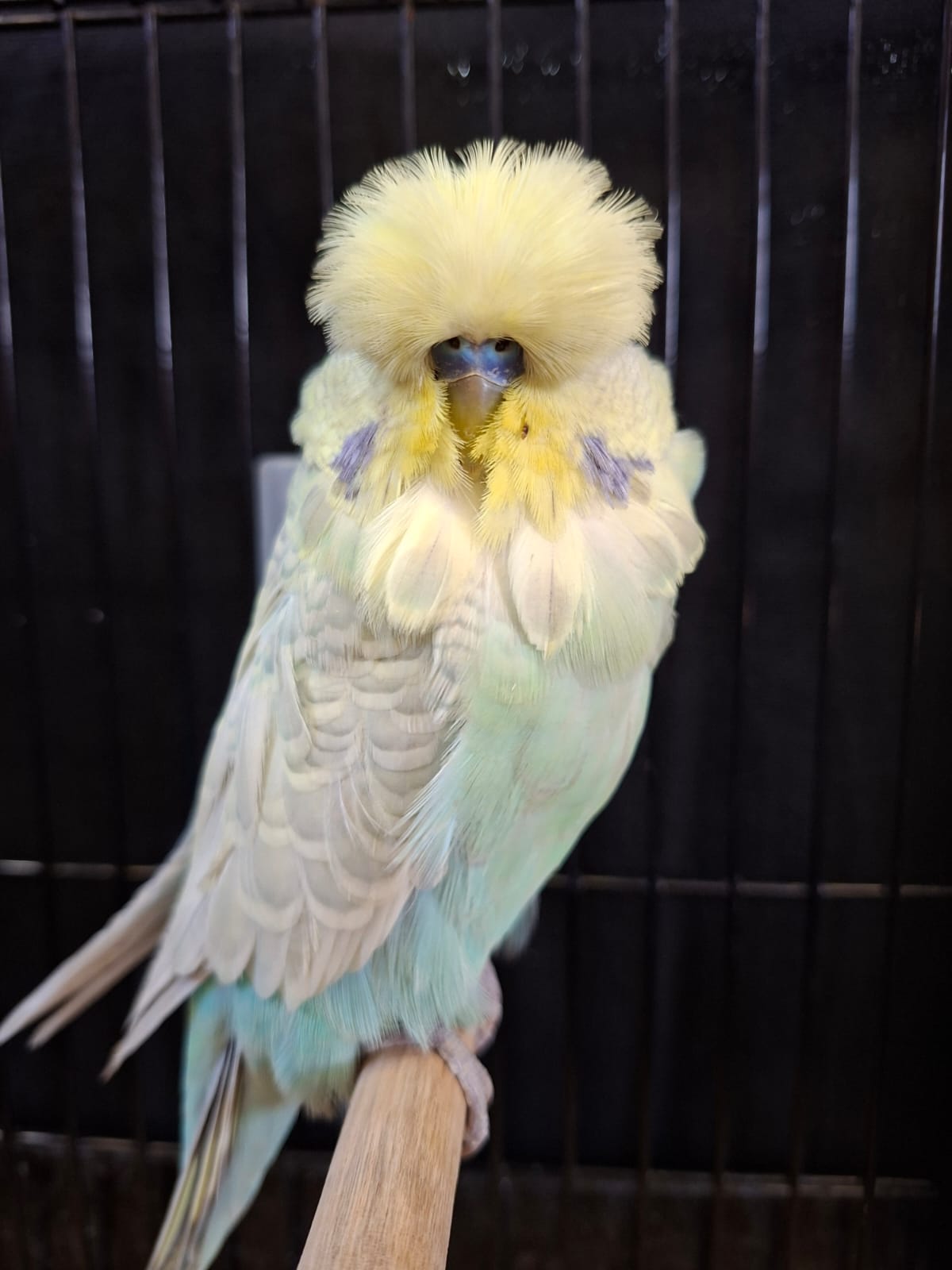van Rooy Aviaries Best Rare on Show