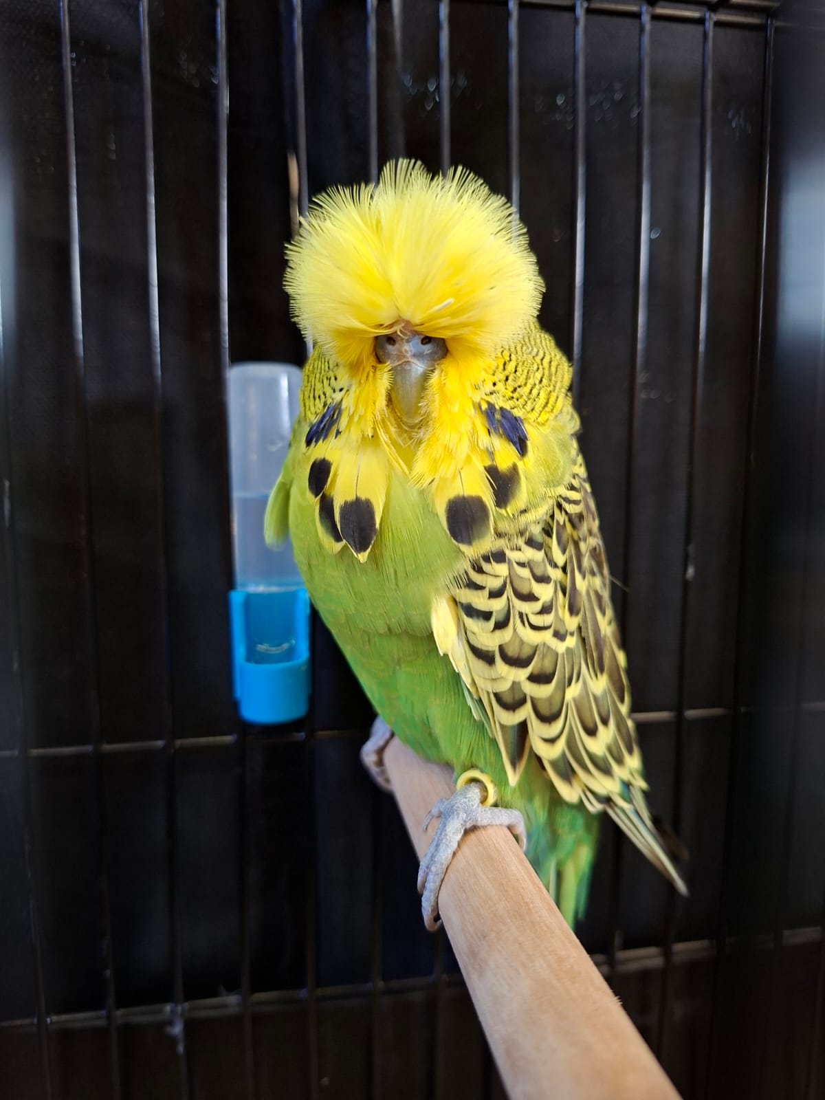 Willrich Aviaries CC Best Dark Green on Show