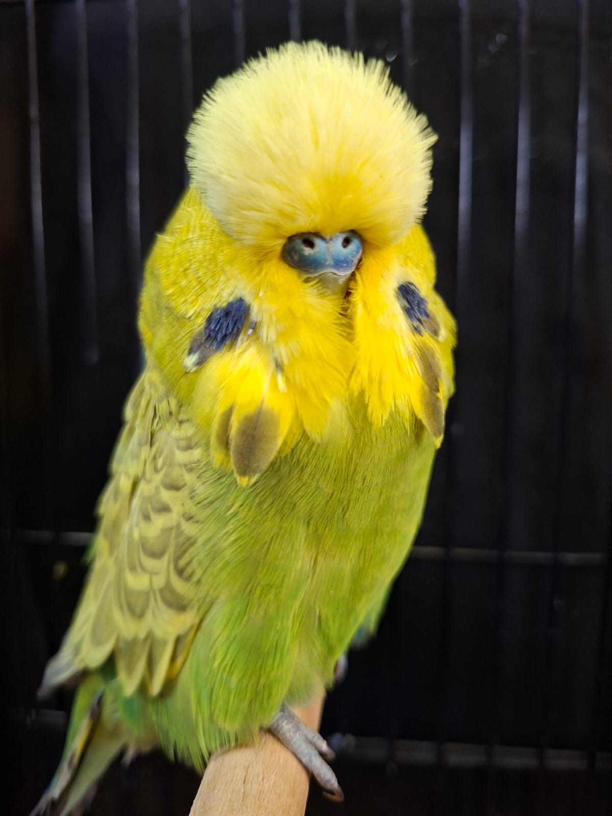 Young Blood Aviaries CC Best Greywing on Show