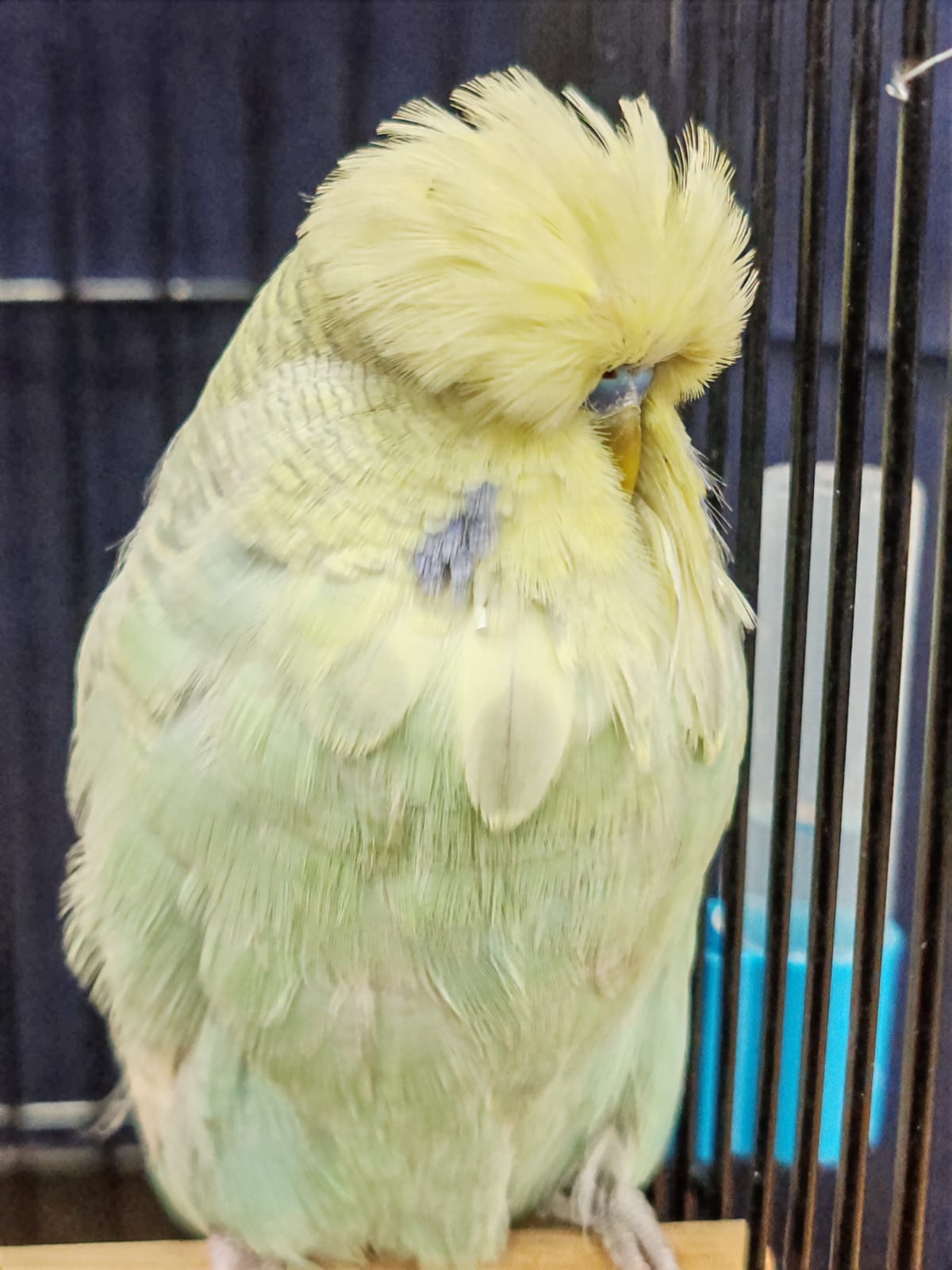 van Rooy Aviaries CC Best Yellow & White Suffused on Show